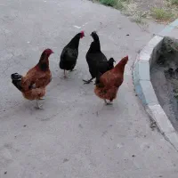 فروش مرغ تخمگذار