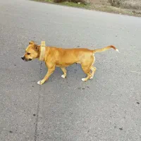 پیت بول تریر ماده