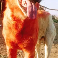 سگ جهت واگذاری|سگ|سبزوار, رباط|دیوار