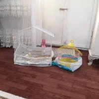 2عدد طوطی عروس هلندی با دوتا قفس وهمه ی وسایل