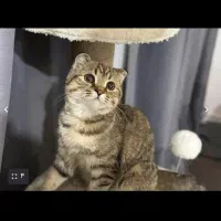 گربه