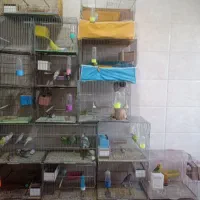 فروش انواع پرنده