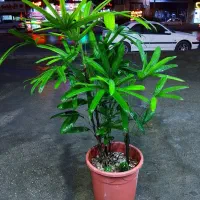 نمایشگاه گل و گیاه باران|گل و گیاه طبیعی|نیشابور, فضل|دیوار