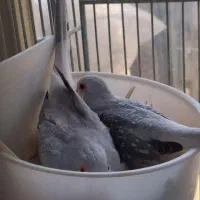 کبوتر خانگی تزئینی پرنده زینتی|پرنده|اصفهان, بهارستان|دیوار