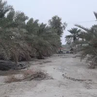 زمین-وباغ-گشاورزی