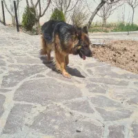 ژرمن شپرد ماده ۲ساله|سگ|صحنه, |دیوار