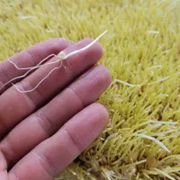 فروش عمده سمنو مستقیم از تولیدی|خوردنی و آشامیدنی|تهران, آهنگ|دیوار