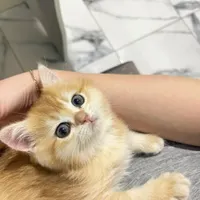 بچه‌گربه خونگی، اجتماعی و سالم