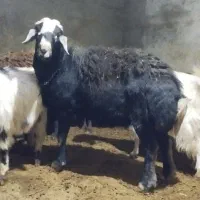 قوچ چال|حیوانات مزرعه|هشترود, |دیوار