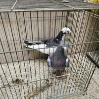 کفتر پلاکی معاوضه