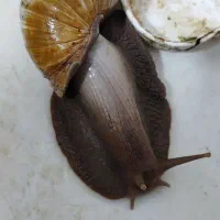 حلزون درمانی و خانگی