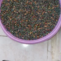 گنوشک