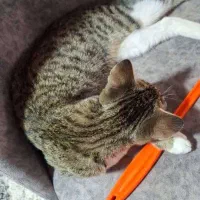 واگذاری رایگان گربه|گربه|نوشهر, |دیوار