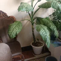گل دیفن|گل و گیاه طبیعی|اصفهان, ملک‌شهر|دیوار