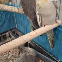 عروس هلندی|پرنده|قصرشیرین, |دیوار