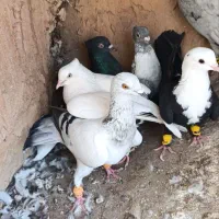 کفتر دوری نر