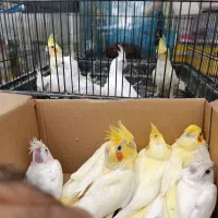 جوجه عروس لوتینو و آلبینو سرلاکی کیفیت بالاودونخور|پرنده|خورموج, |دیوار