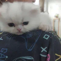 گربه پرشین فلت