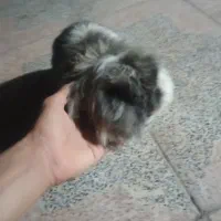 خرگوش لپی نر