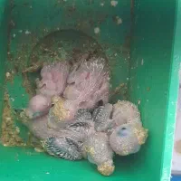 مرغ عشق|پرنده|زیباشهر, |دیوار