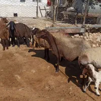 میش بره|حیوانات مزرعه|کوهدشت, |دیوار