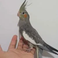 عروس تازه دونخور