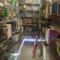 شاه طوطی .عروس .مرغ عشق .فنچ.سیمرغ|پرنده|ساوه, |دیوار