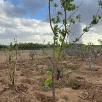 ۲۱۱مترزمین/سهیلیه/زعفرانیه/سنددار/اقساطی|فروش زمین و ملک کلنگی|رامجین, |دیوار