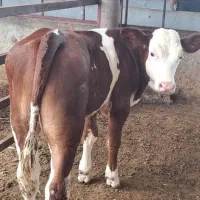 فروش گوساله درجه یک