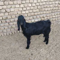 بز فروشی|حیوانات مزرعه|فیروزه, |دیوار