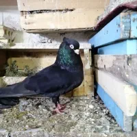 جفت صرب خوشکل فروشی