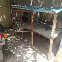 قفس ۲ طبق|لوازم جانبی حیوانات|اصفهان, شاهد|دیوار