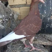 جوجه میناسرخ کاکل