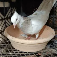 کبوتر پرشی طوقی دمبی ابلغ شازده|پرنده|شهریار, شهریار|دیوار