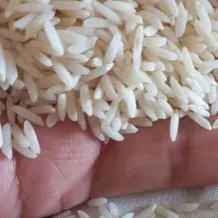 برنج شمال کیفیت عالی