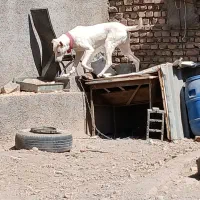 سگ معاوضه با قناری|سگ|نیشابور, فضل|دیوار