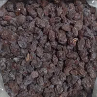 مویز رطبی درشت و گوشتی
