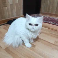 فروش حیوان خانگی گربه