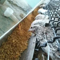 بلدرچین،تخم گذار و جوجه