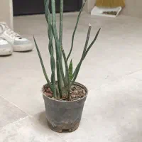 گل از خانواده ی کاکتوس