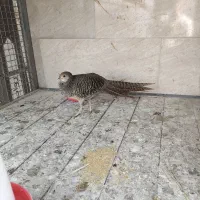 مرغ و خروس بلژیکی|حیوانات مزرعه|ساری, |دیوار