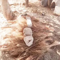 جاروی محلی دسته ای ۵۰تومان