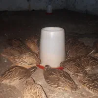 بلدرچین گوشتی