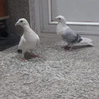 کبوترپلاکی