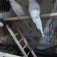 عروس هلندی  صحیح و سالم