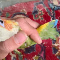 جفت جوانه گرینچیک پرنده طوطی کاسکو عروس