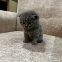 گربه اسکاتیش فولد بلو