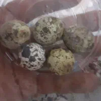 تخم بلدرچین