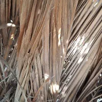 کاه ماشک ماش