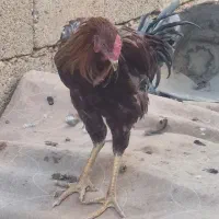 مرغ و خروس|حیوانات مزرعه|کوار, |دیوار